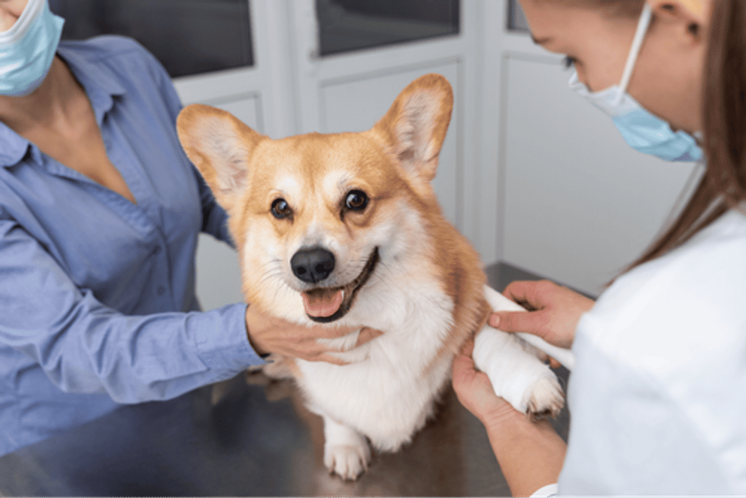 Ensure a smooth vet visit for your dog with these essential preparation tips. Learn how to reduce anxiety and make the experience positive for both you and your furry friend.