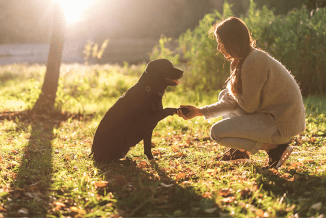 Discover effective techniques to socialize an older dog with humans. Build trust and improve behavior with these proven strategies.