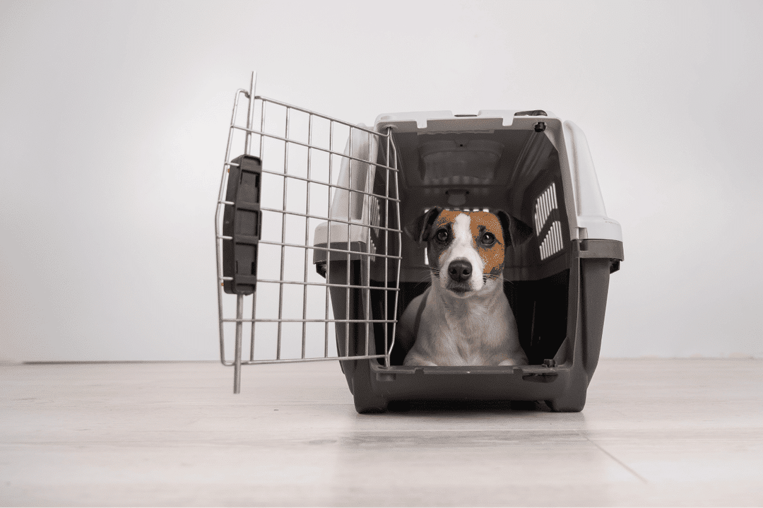 successful crate training.png