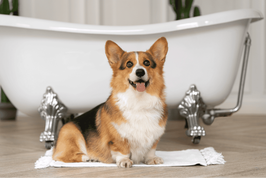 washing-pet-dog-home 1.png