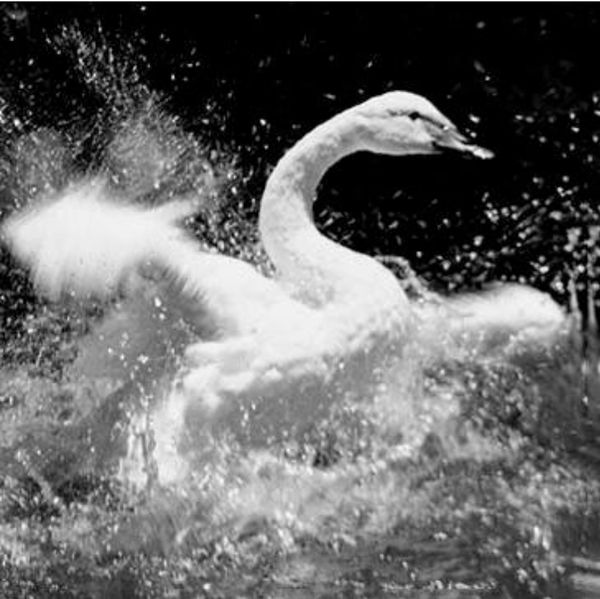 OSHO How to Find Joy in My Life? – Image 1