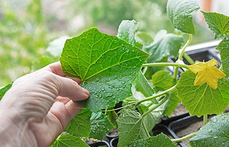 Corofy life at company image