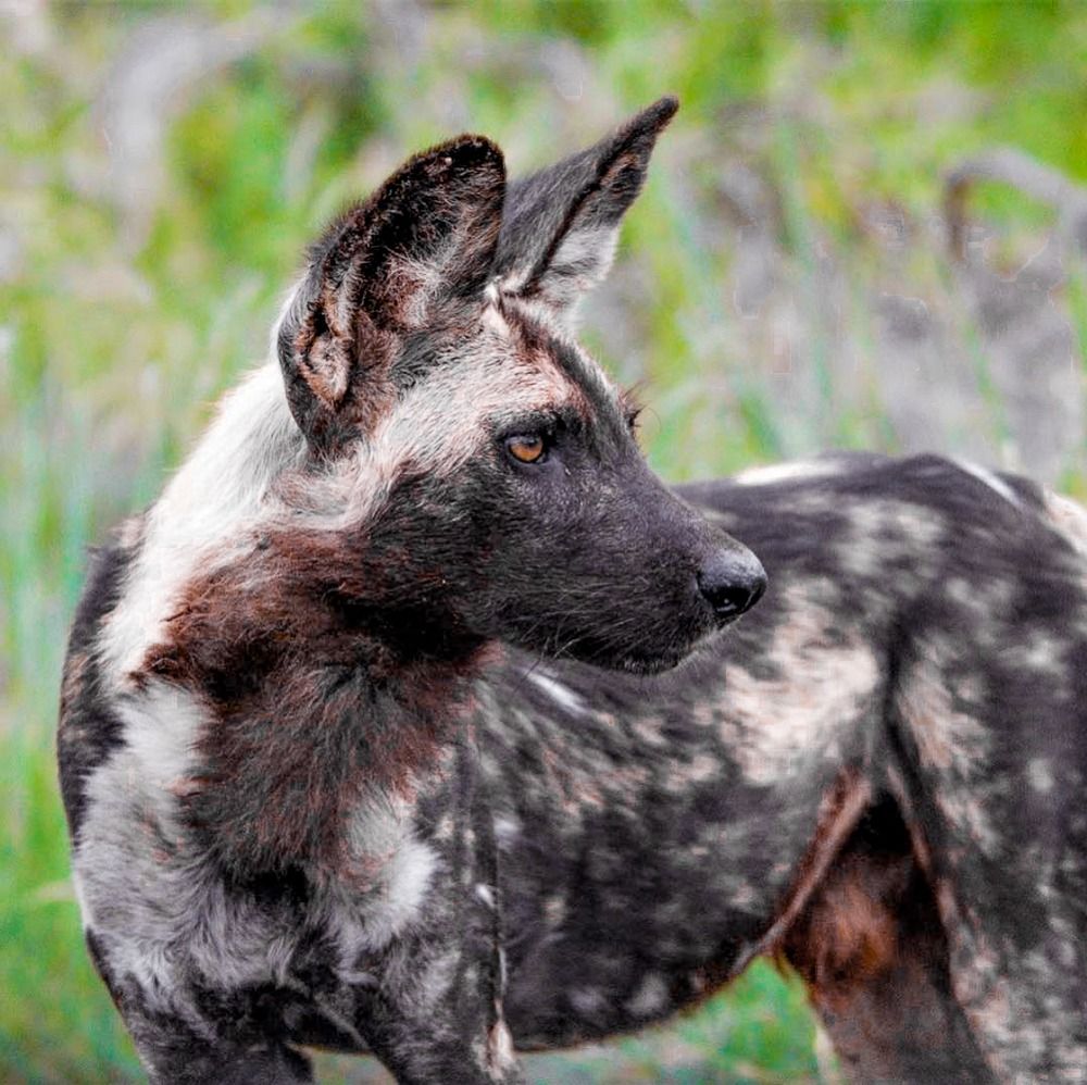 Painted Wolf Resources what we do image