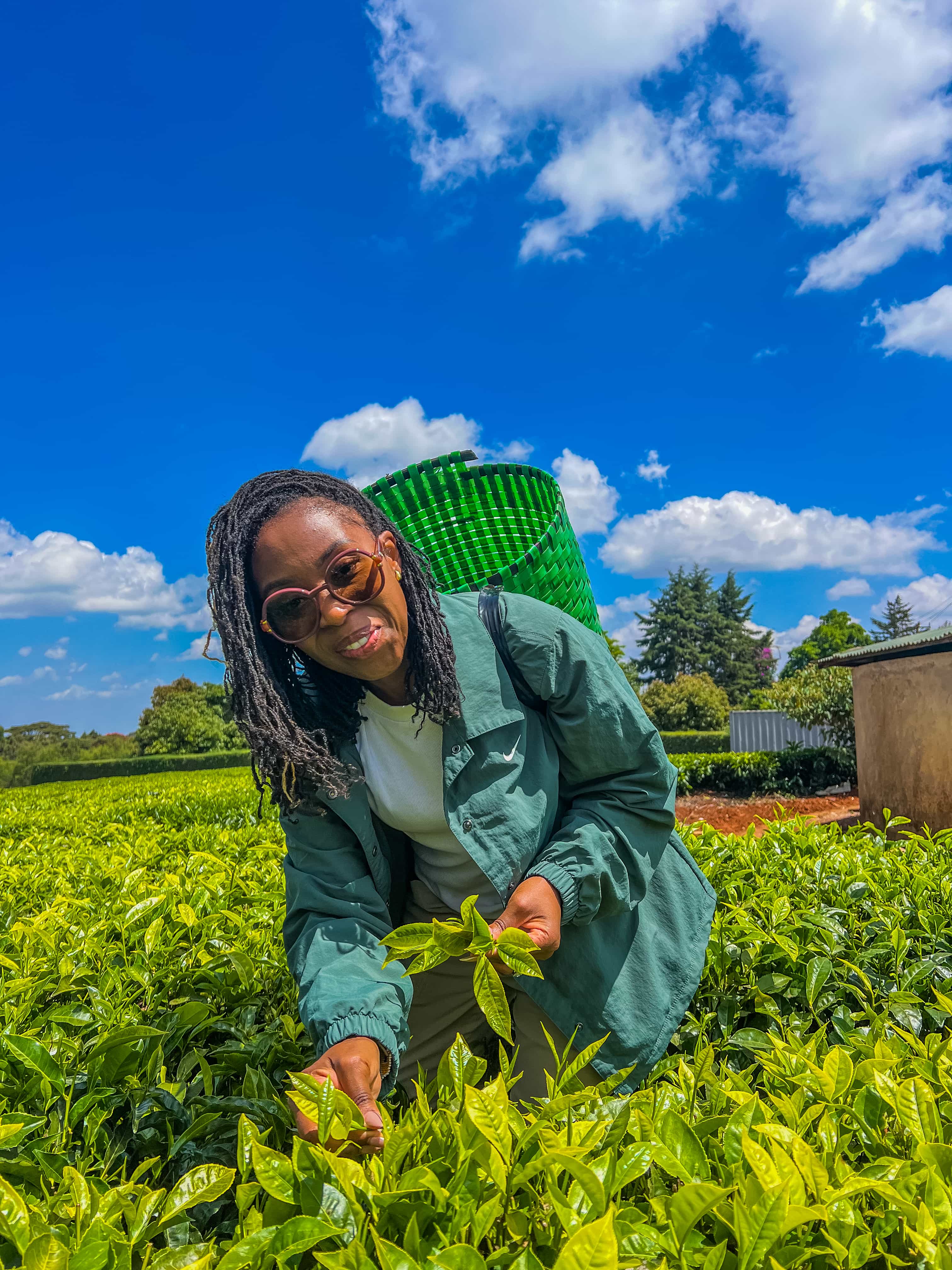 Tea Farm Tours