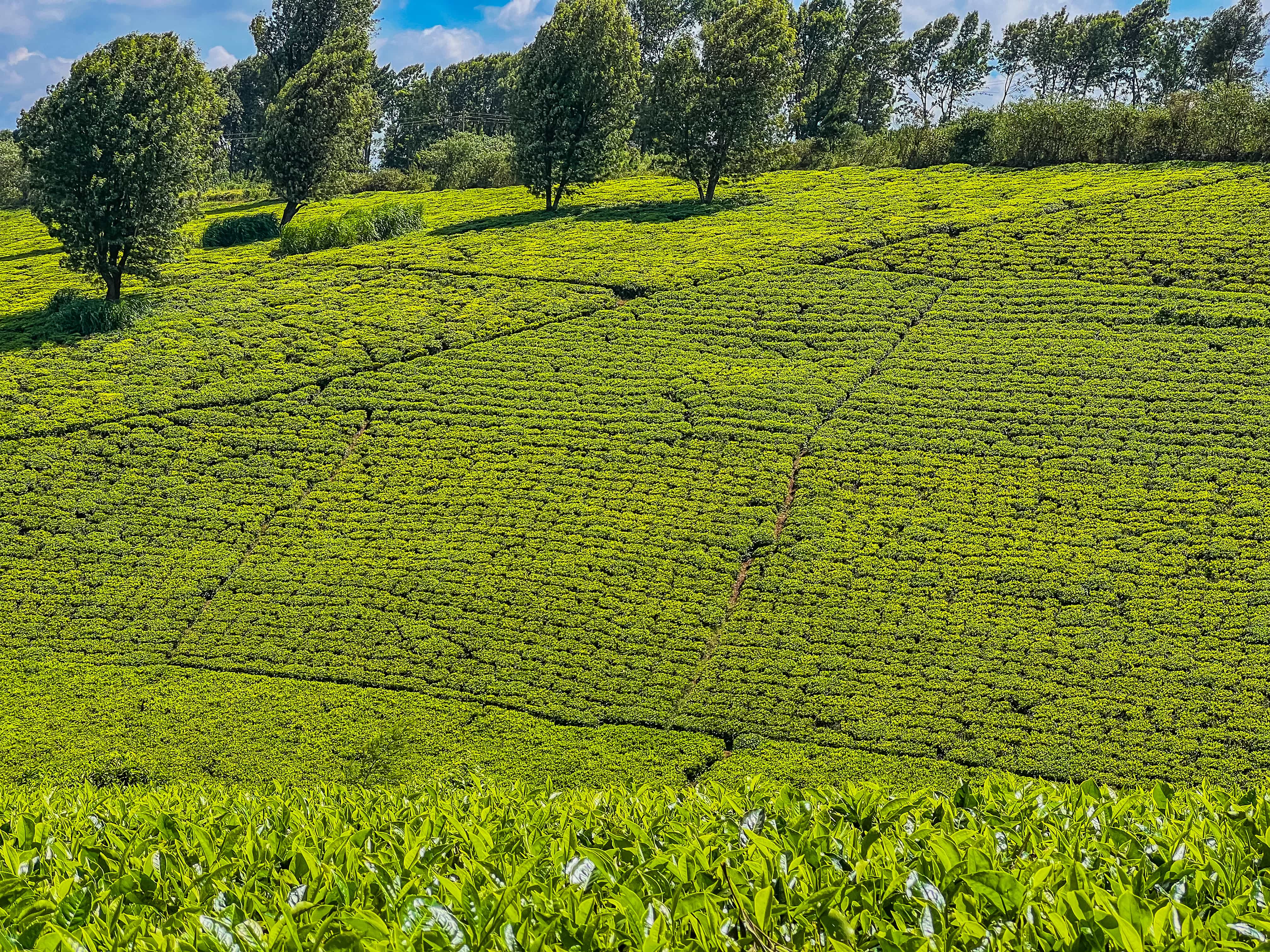 Luxury Lake House Tigoni escape nestled in the scenic tea highlands of Limuru, Kenya.