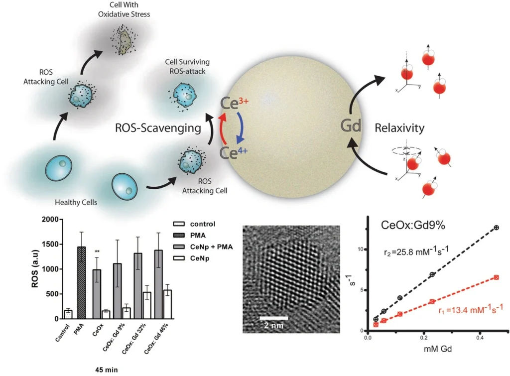 Diagram showing cerium oxide nanoparticles scavenging ROS to protect cells and graphs of their antioxidant and relaxivity properties.