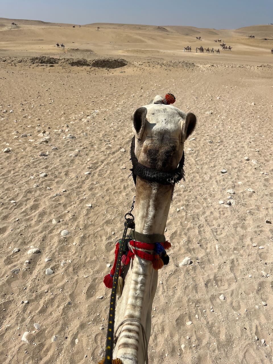Camel