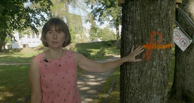 article Penkios pastraipos visuomenės dalyvavimo, arba kaip projektas Trakuose papiktino aktyvistus, praretino medžius, bet institucijoms vis tiek įtiko cover image