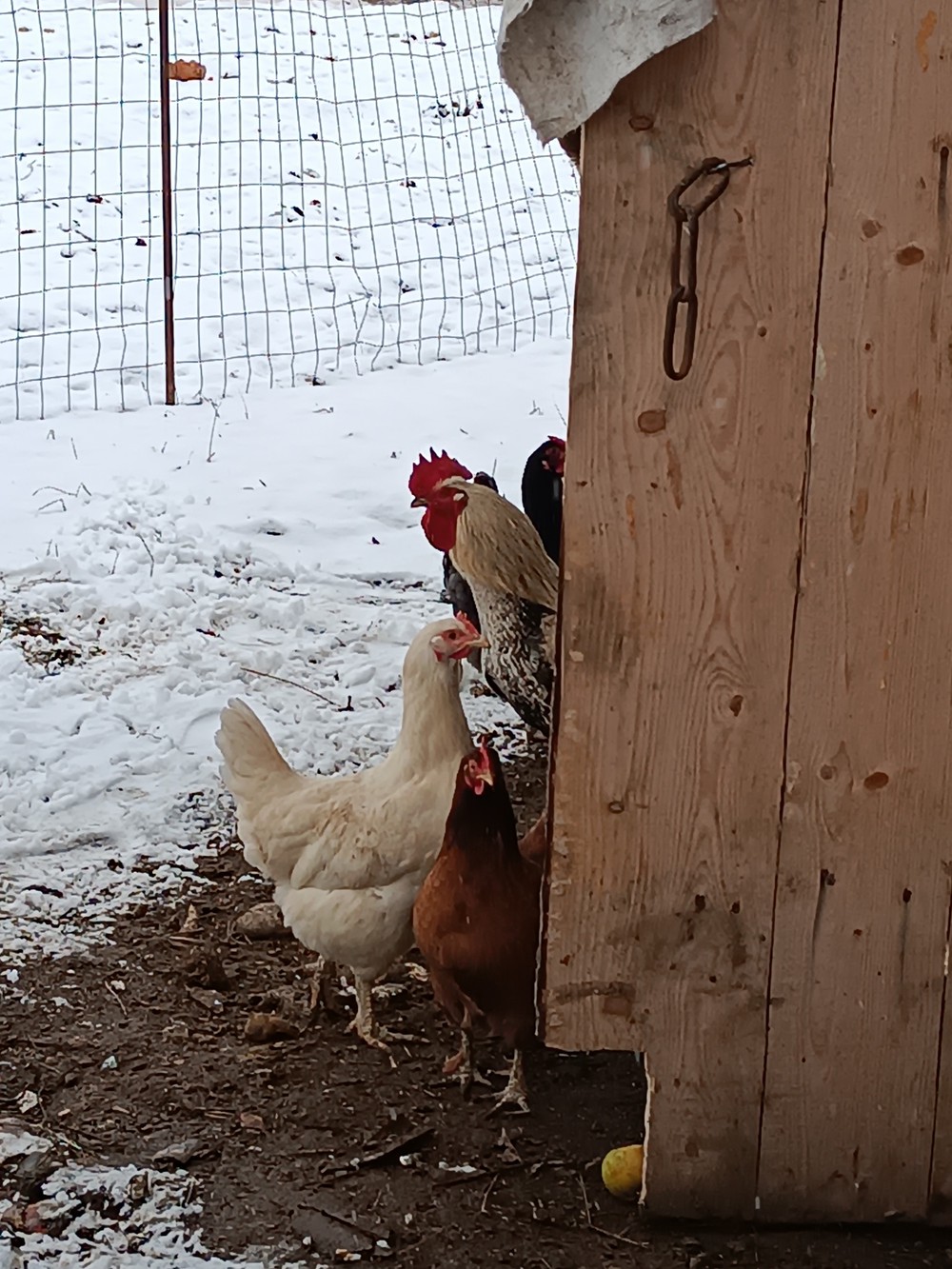 Juozo sodyba Krikštonių k. /