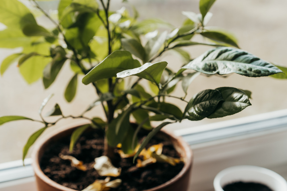 Daršanas mėgsta auginti įvairius augalus. /