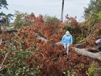 P. Strolienė senosiose Dambravos kapinėse pamatė liūdną vaiizdą - nulūžo gražuolis klevas. /