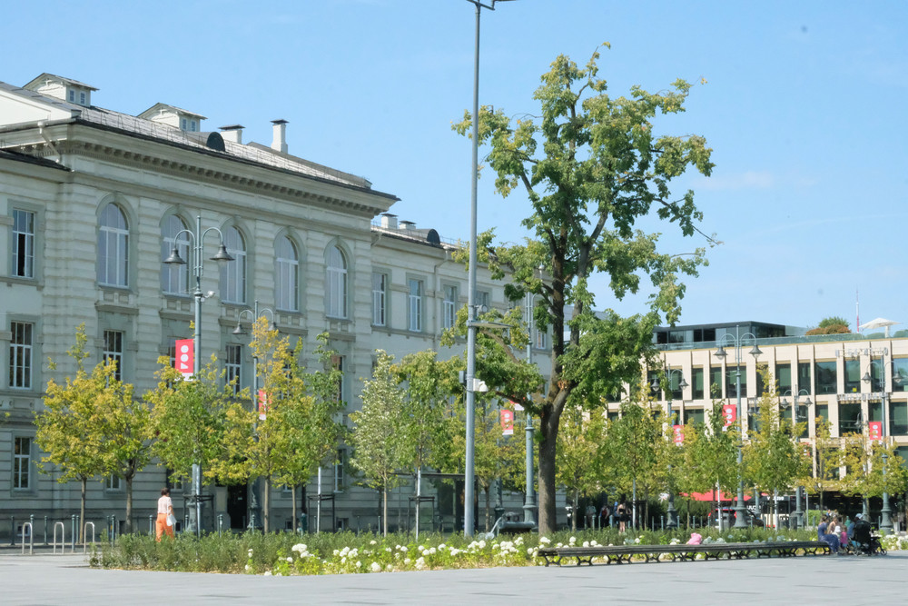 Senoji Lukiškių aikštės liepa šalia naujų sodinukų. / B. Žalnieriūnaitės nuotr.