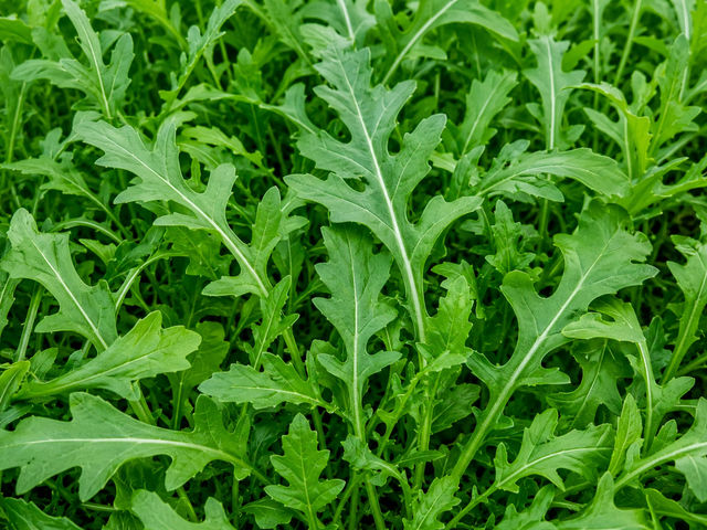 Arugula (Rocket Leaves)