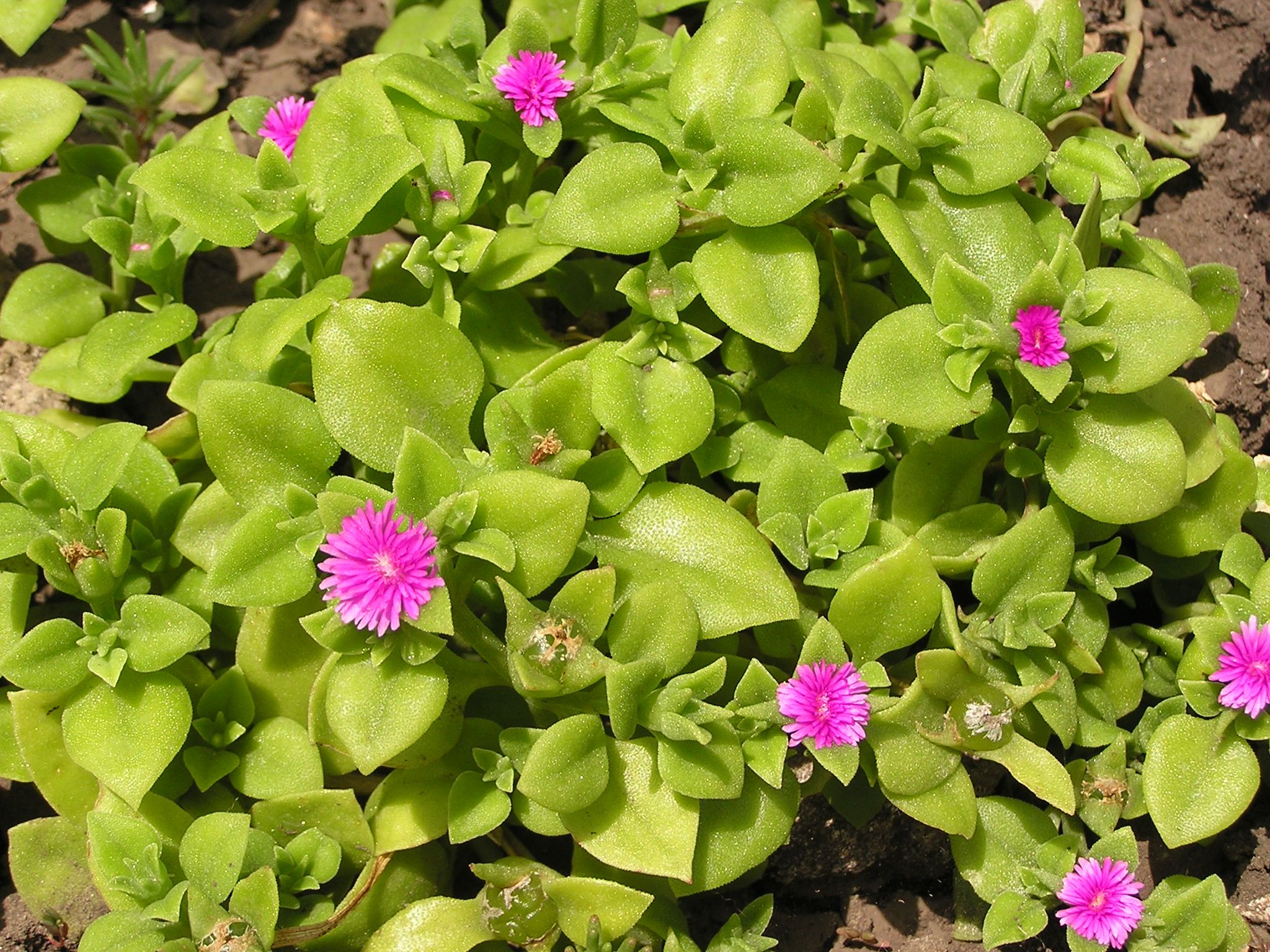 Baby Sun Rose