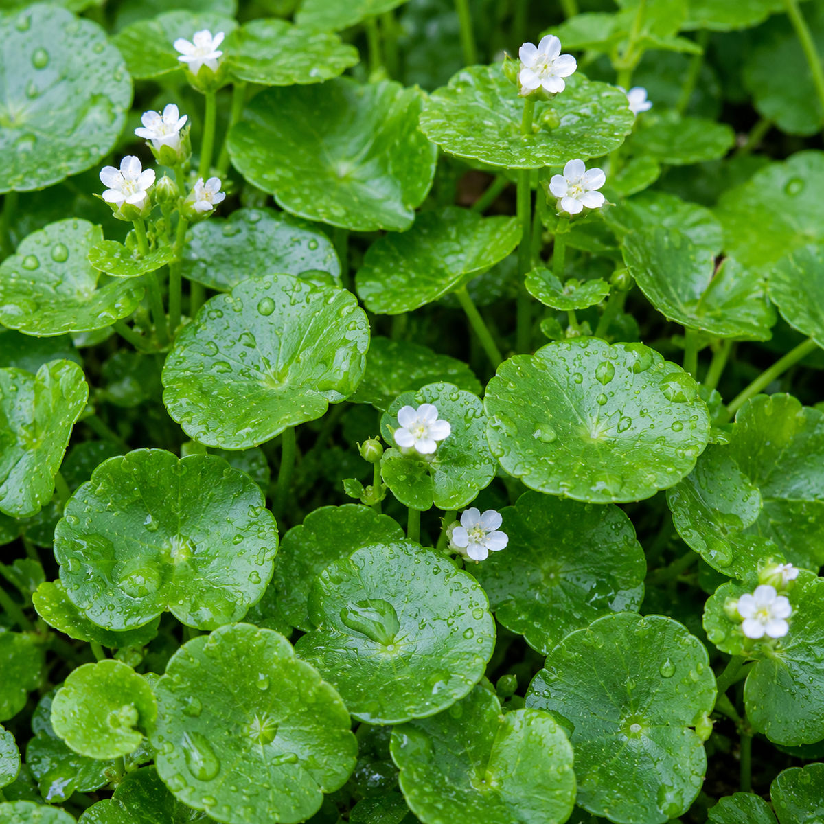 Brahmi (Indian Pennywort)