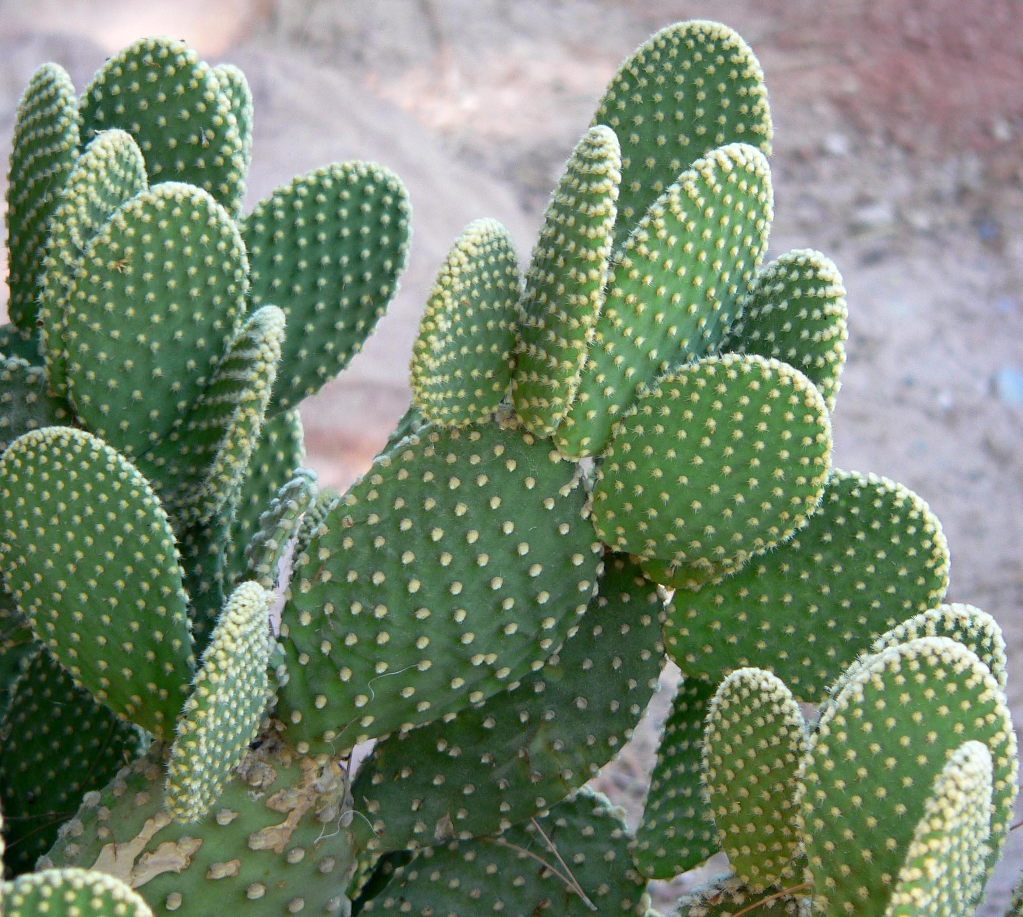 Bunny Ear Cactus