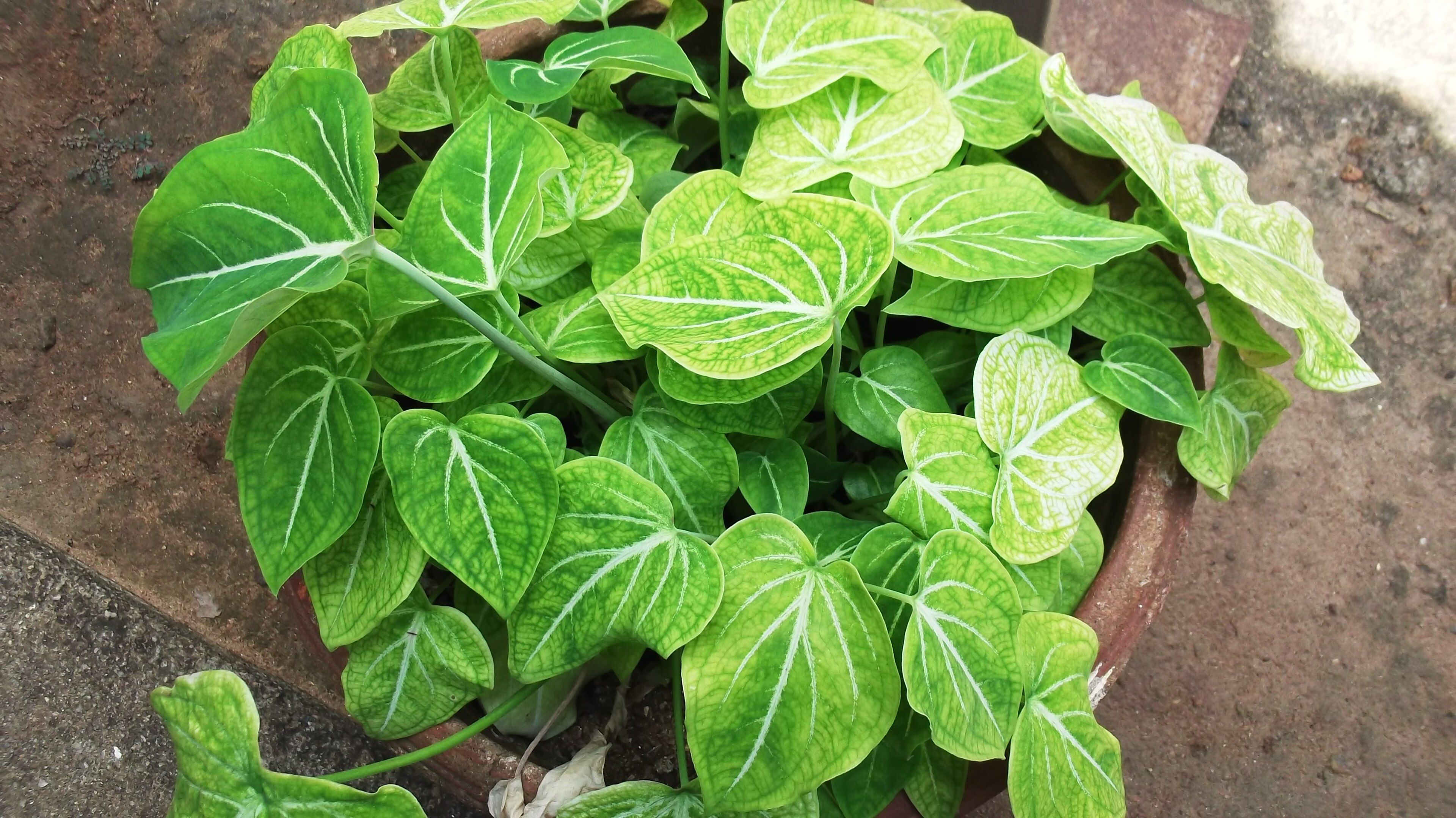 Caladium