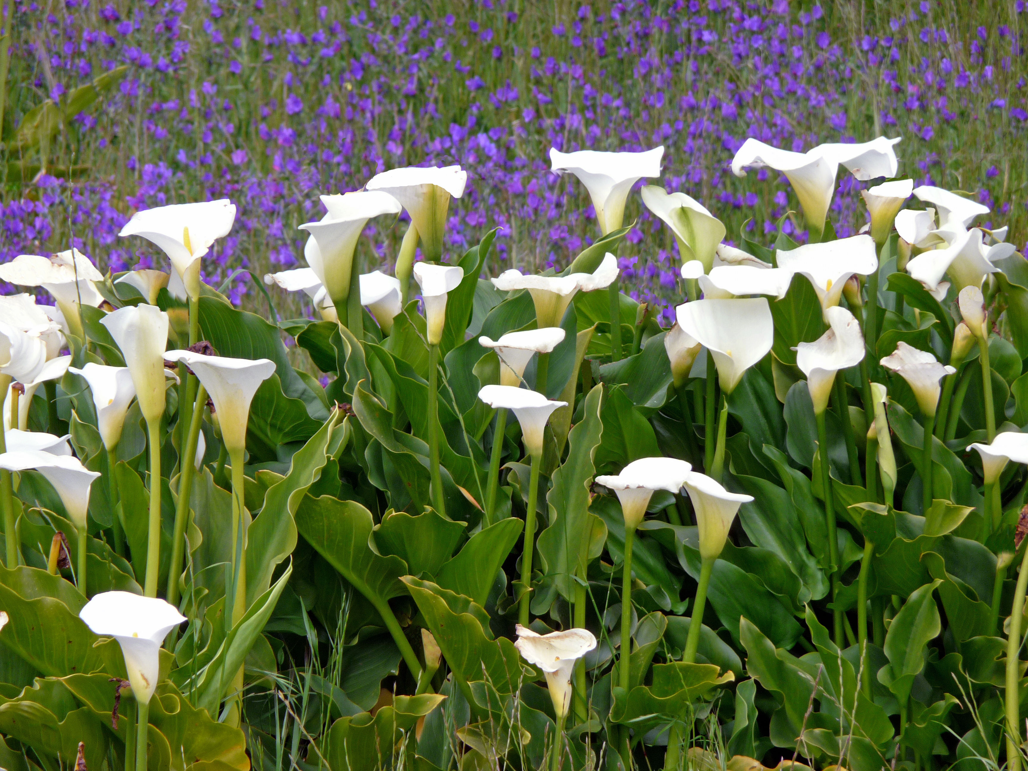Calla Lily