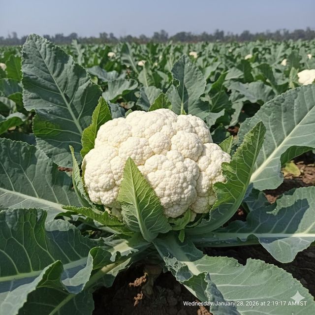 Cauliflower