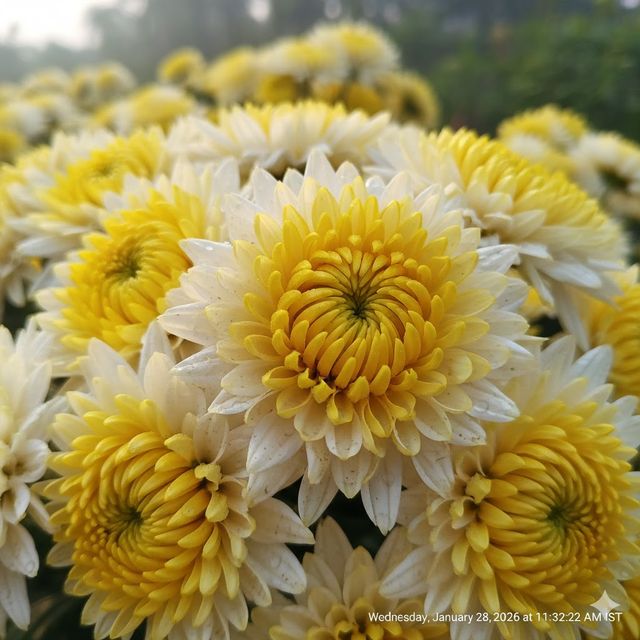 Chrysanthemum