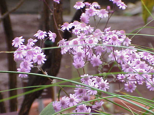 Cineraria