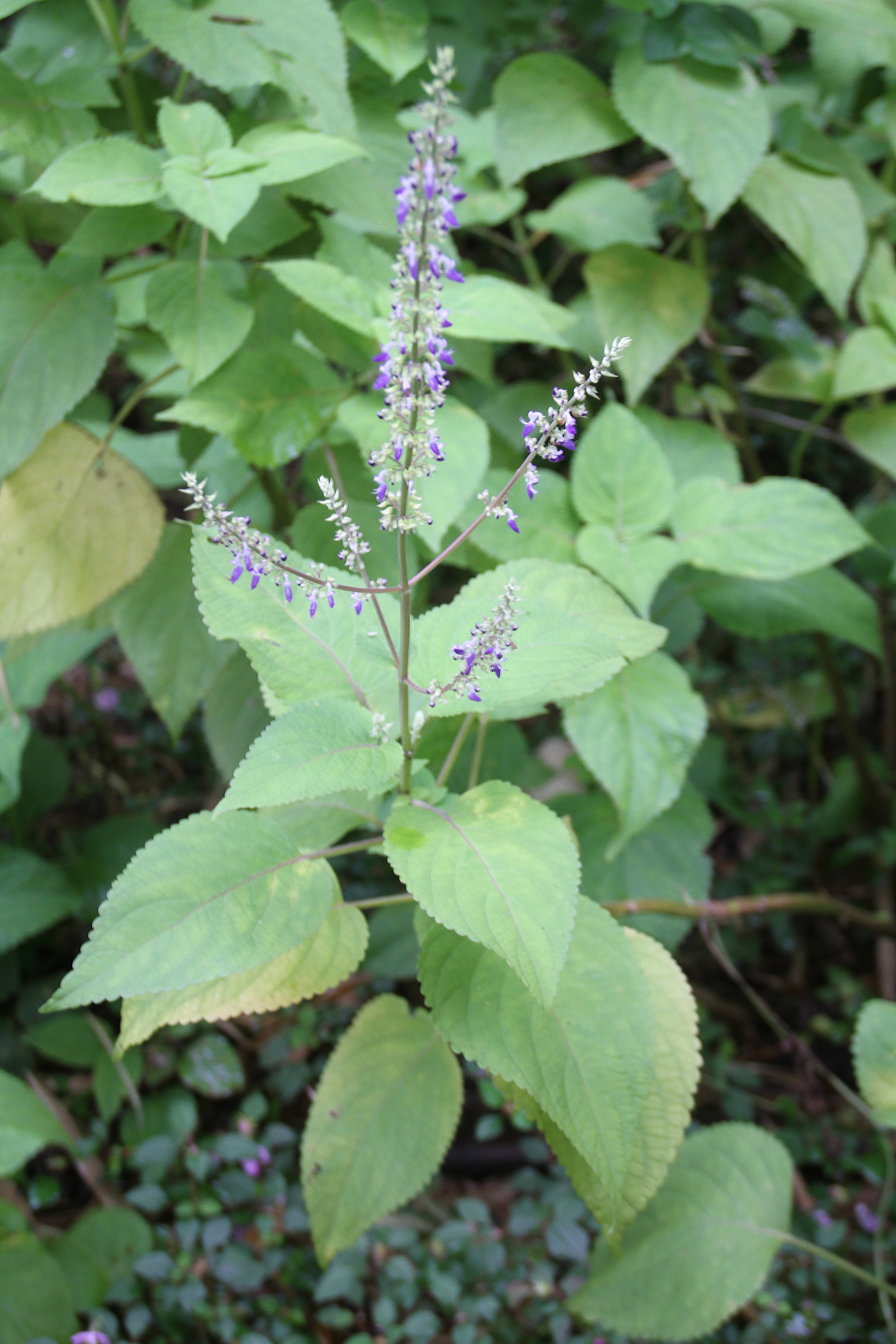 Coleus