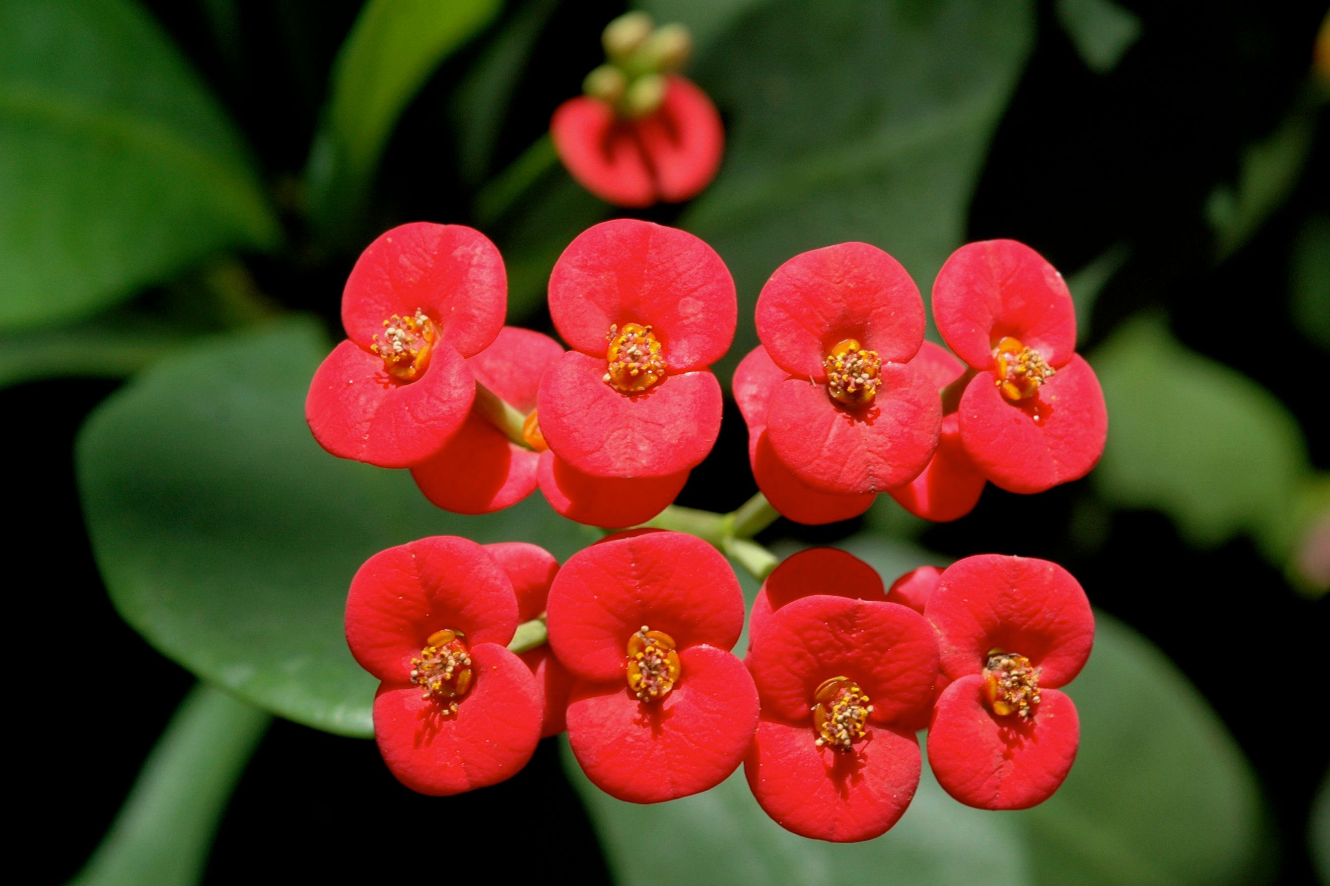 Crown Of Thorns