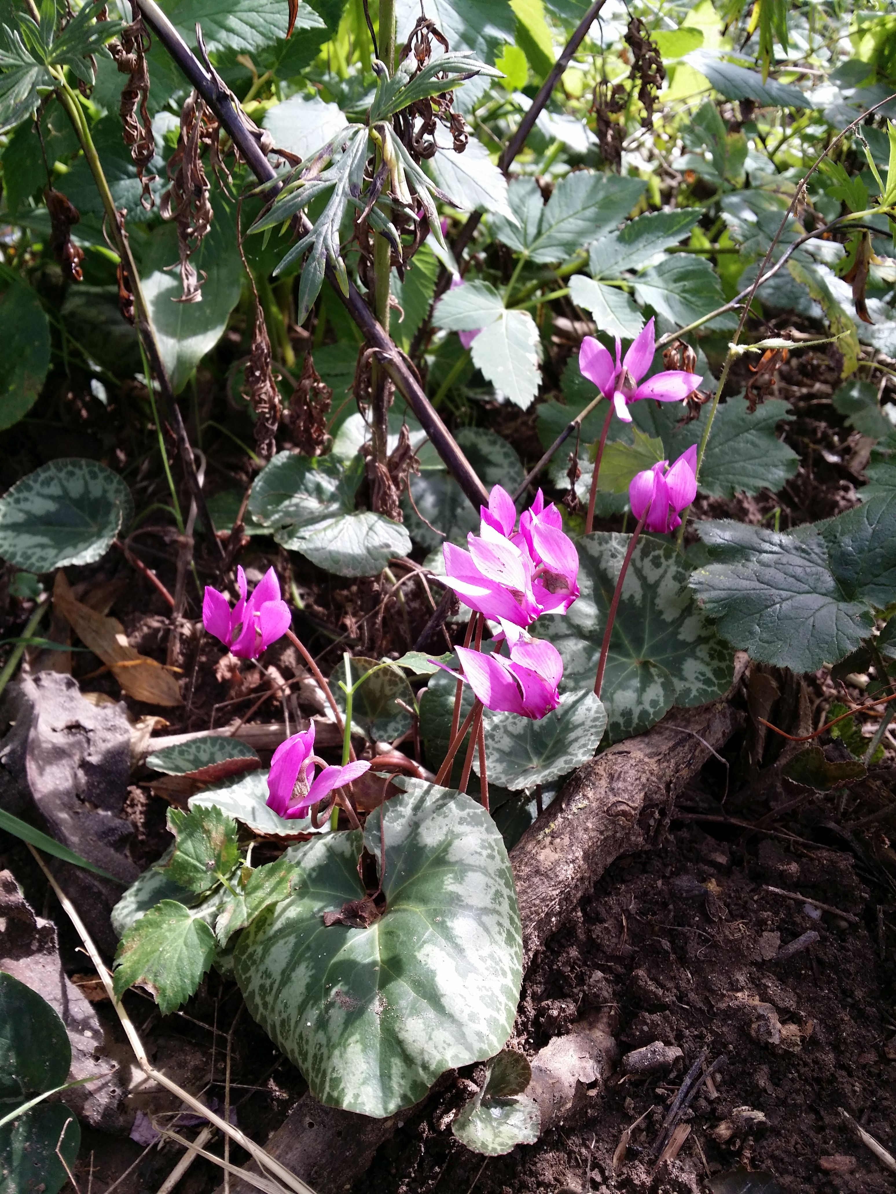 Cyclamen