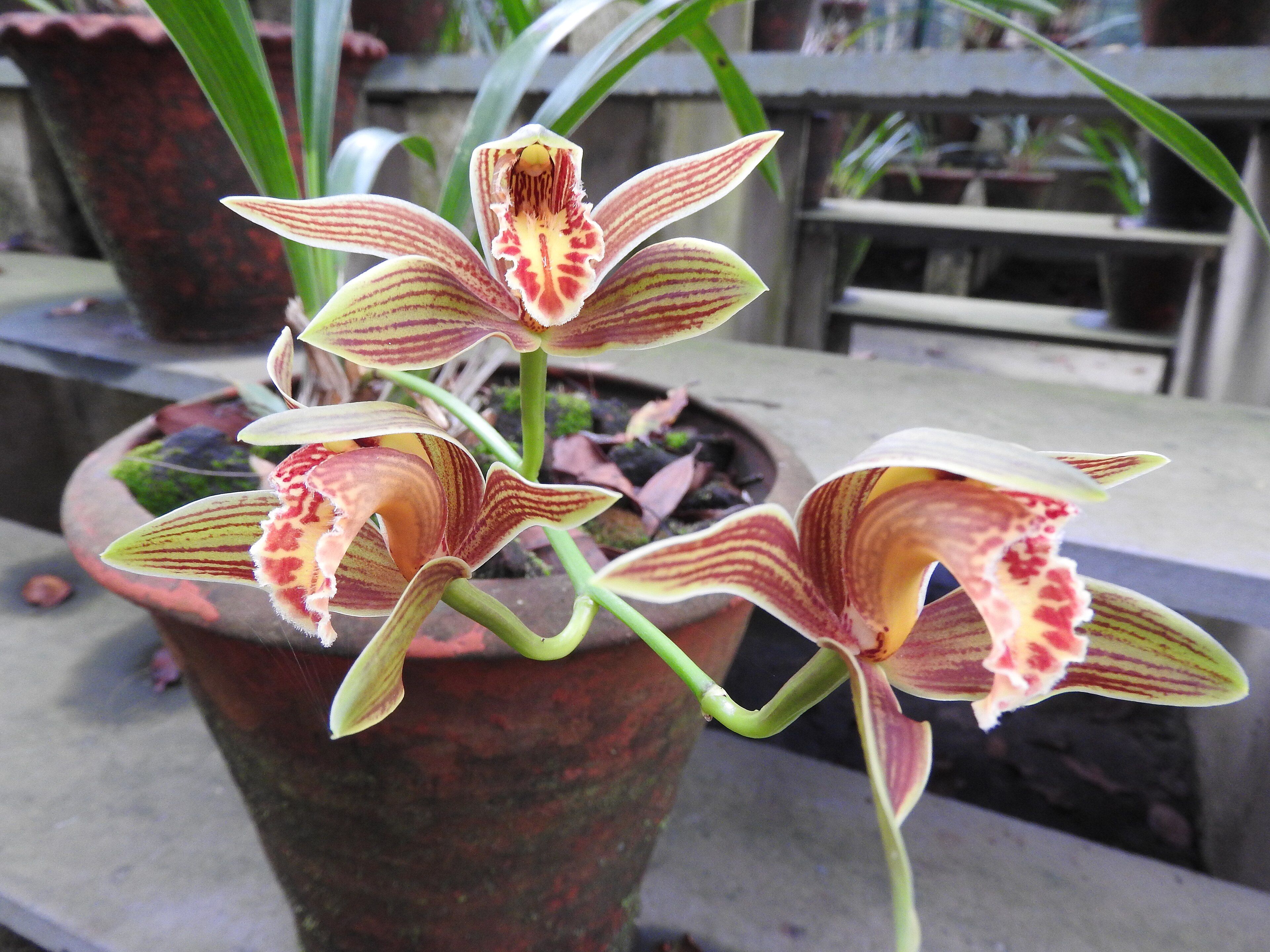 Cymbidium Orchid