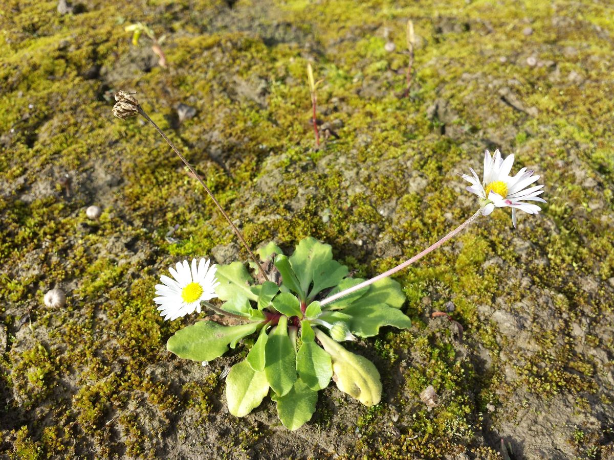 Daisy