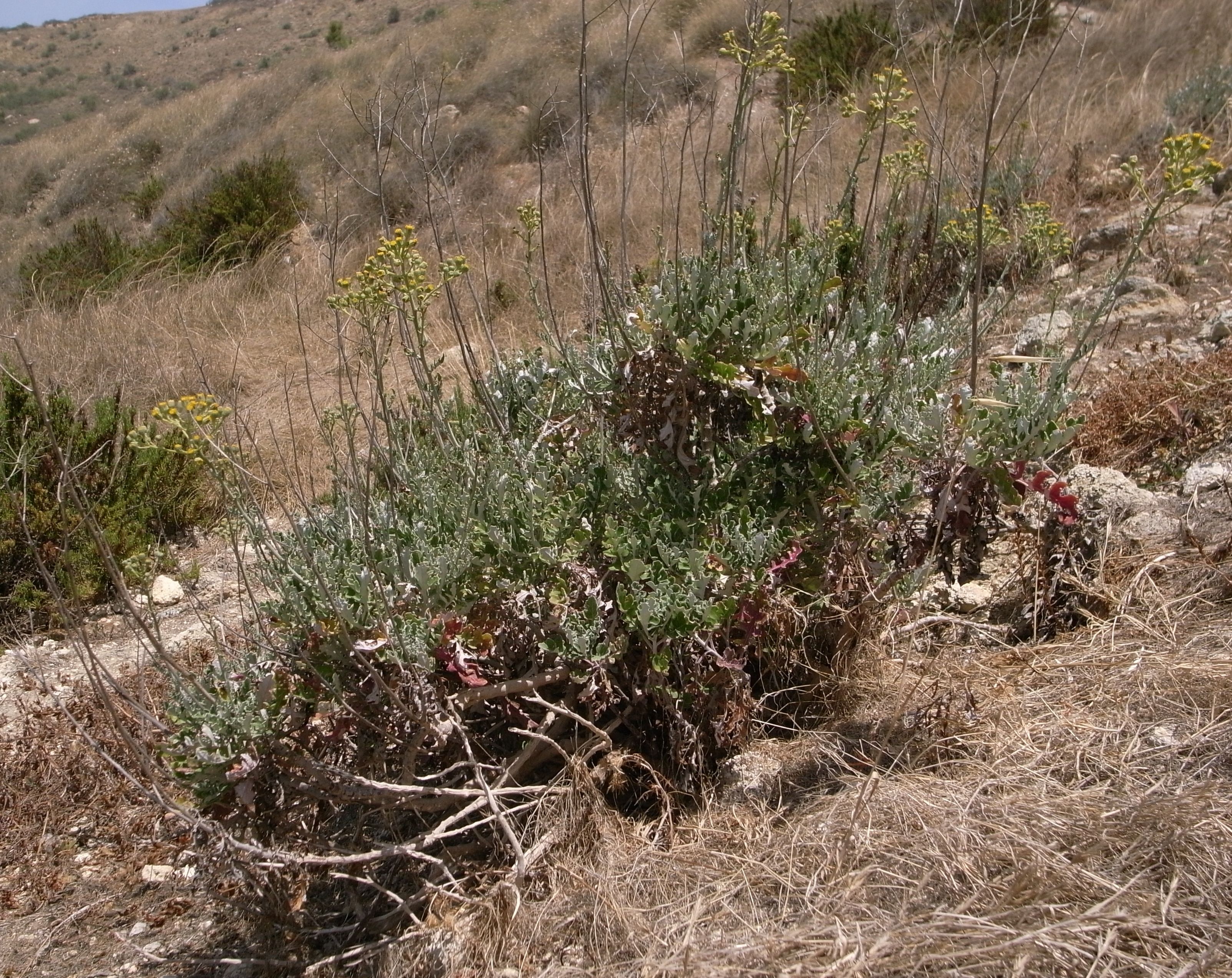 Dusty Miller