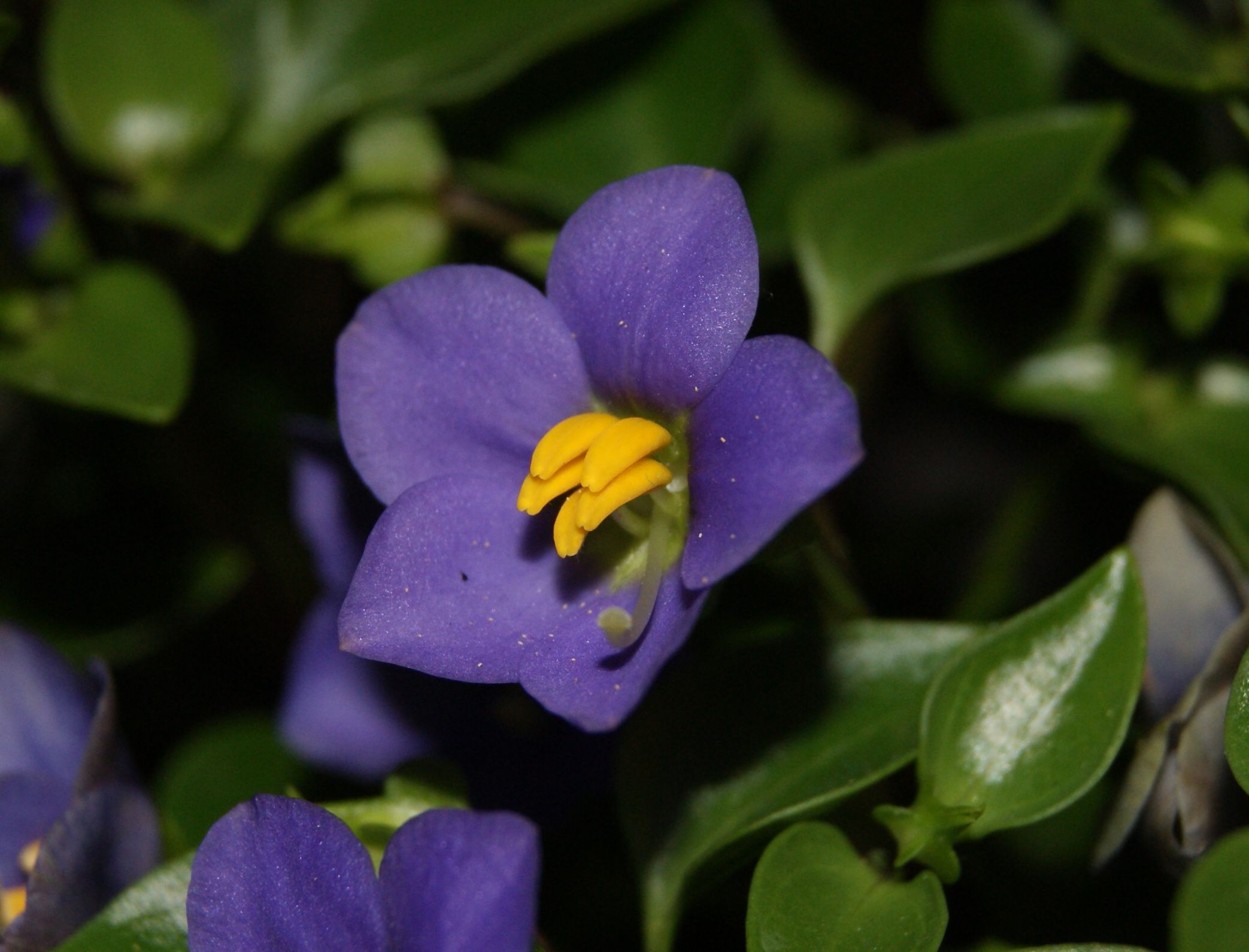 Exacum