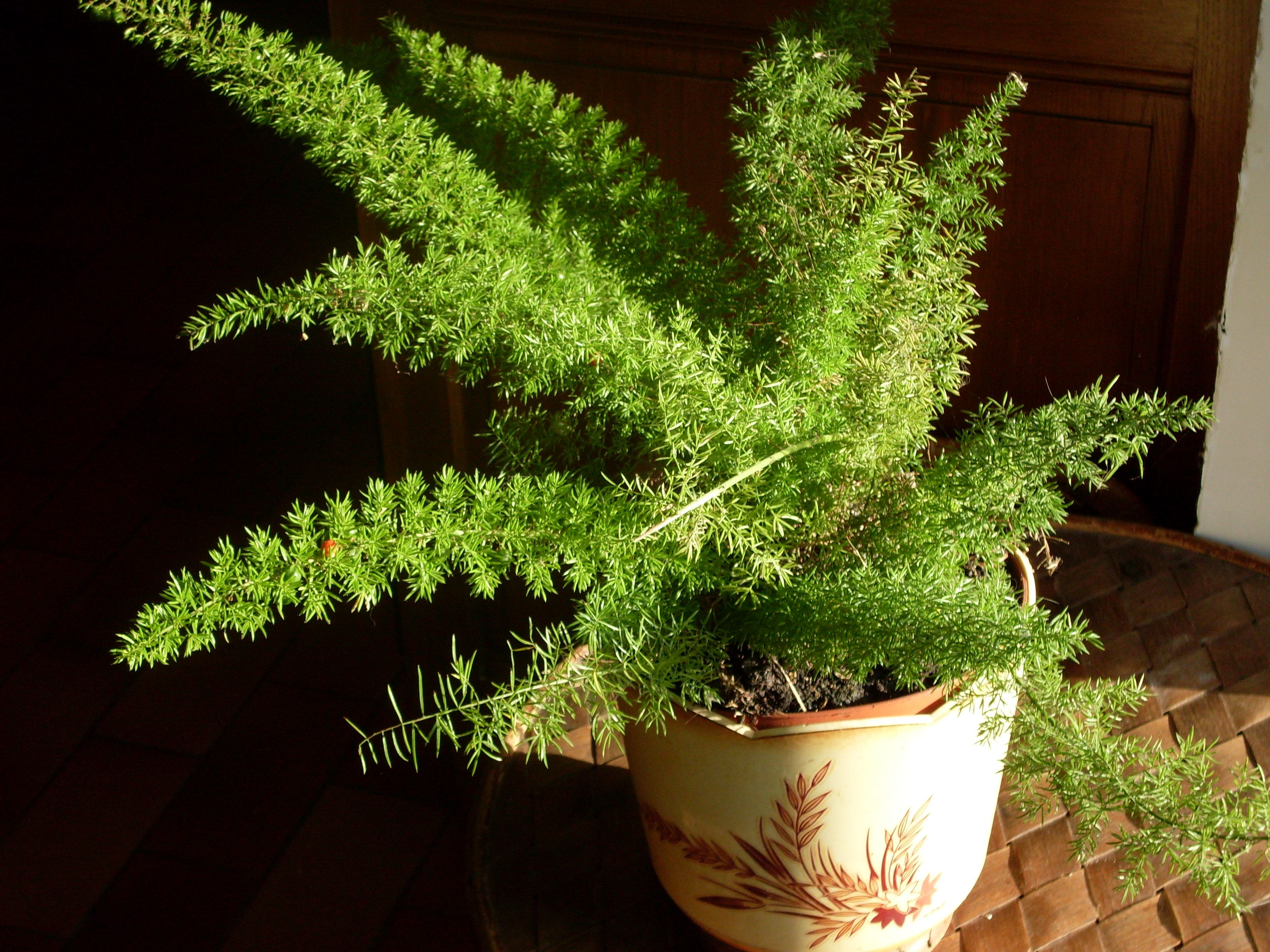 Foxtail Fern