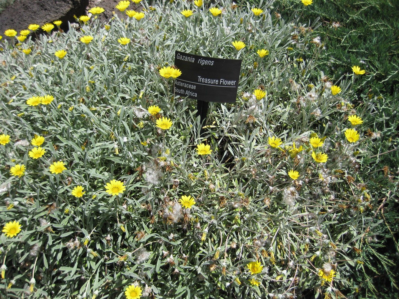Gazania