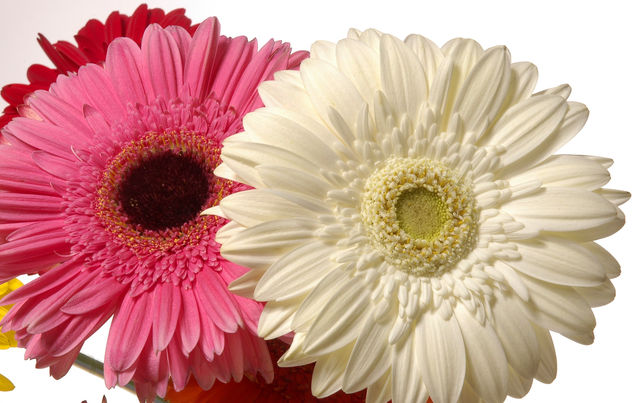 Gerbera
