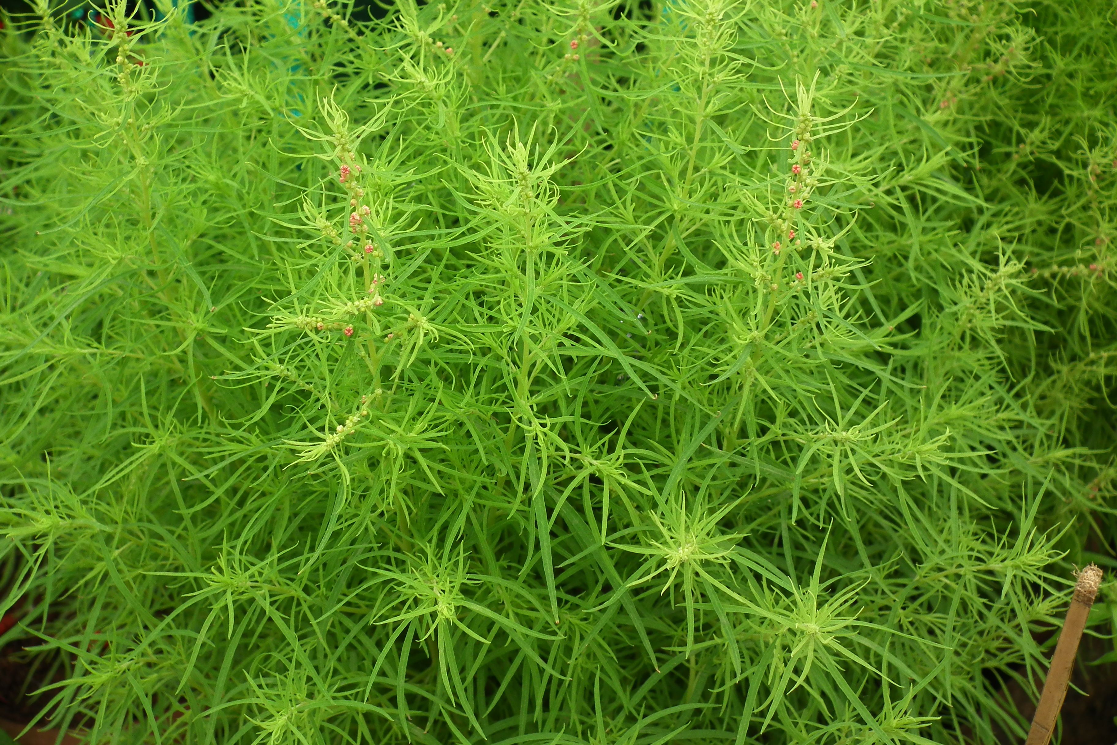 Kochia