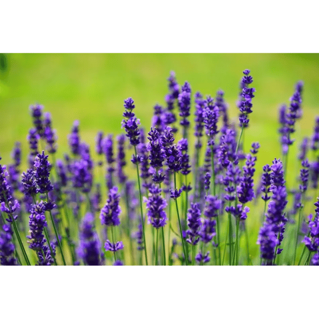 Lavender