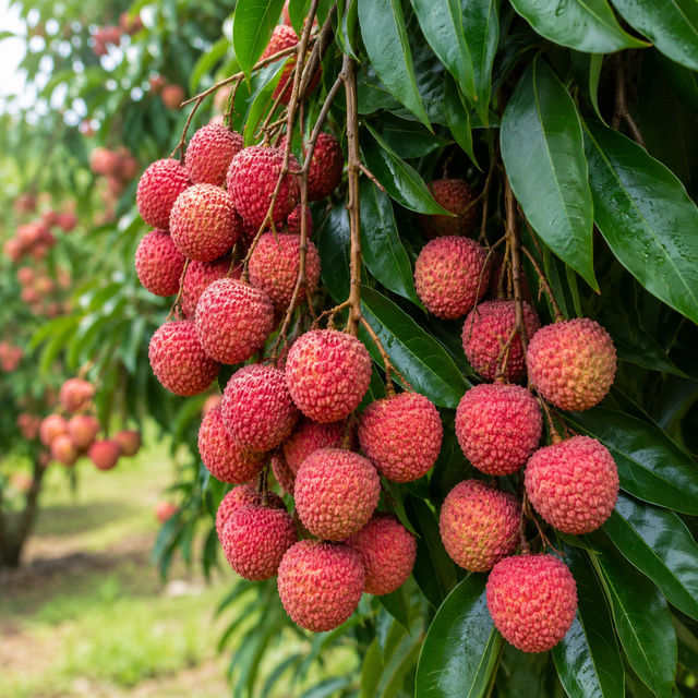 Litchi