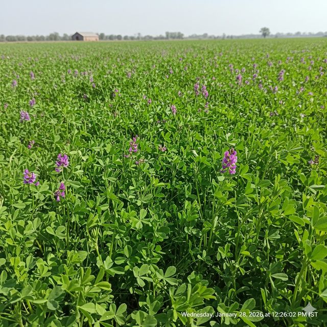 Lucerne (Alfalfa)