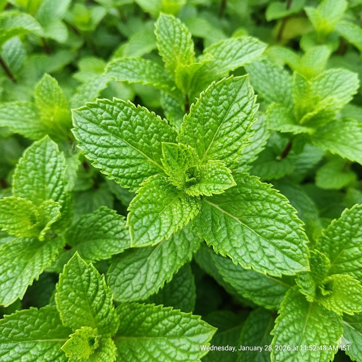 Mint
