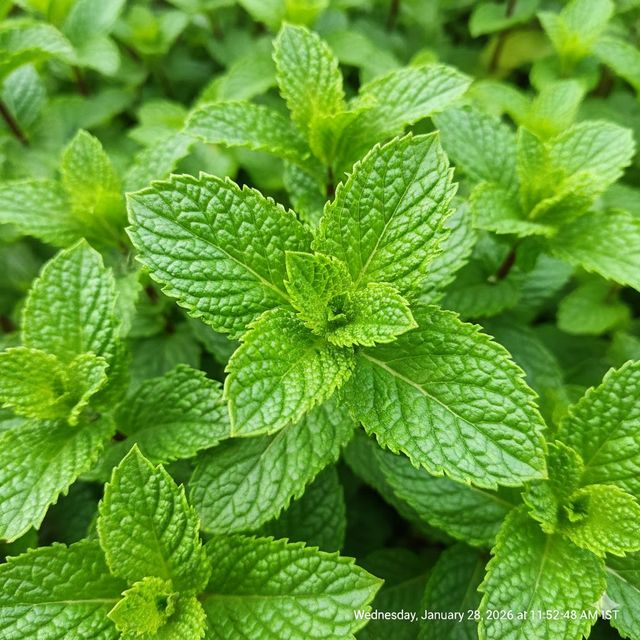 Mint