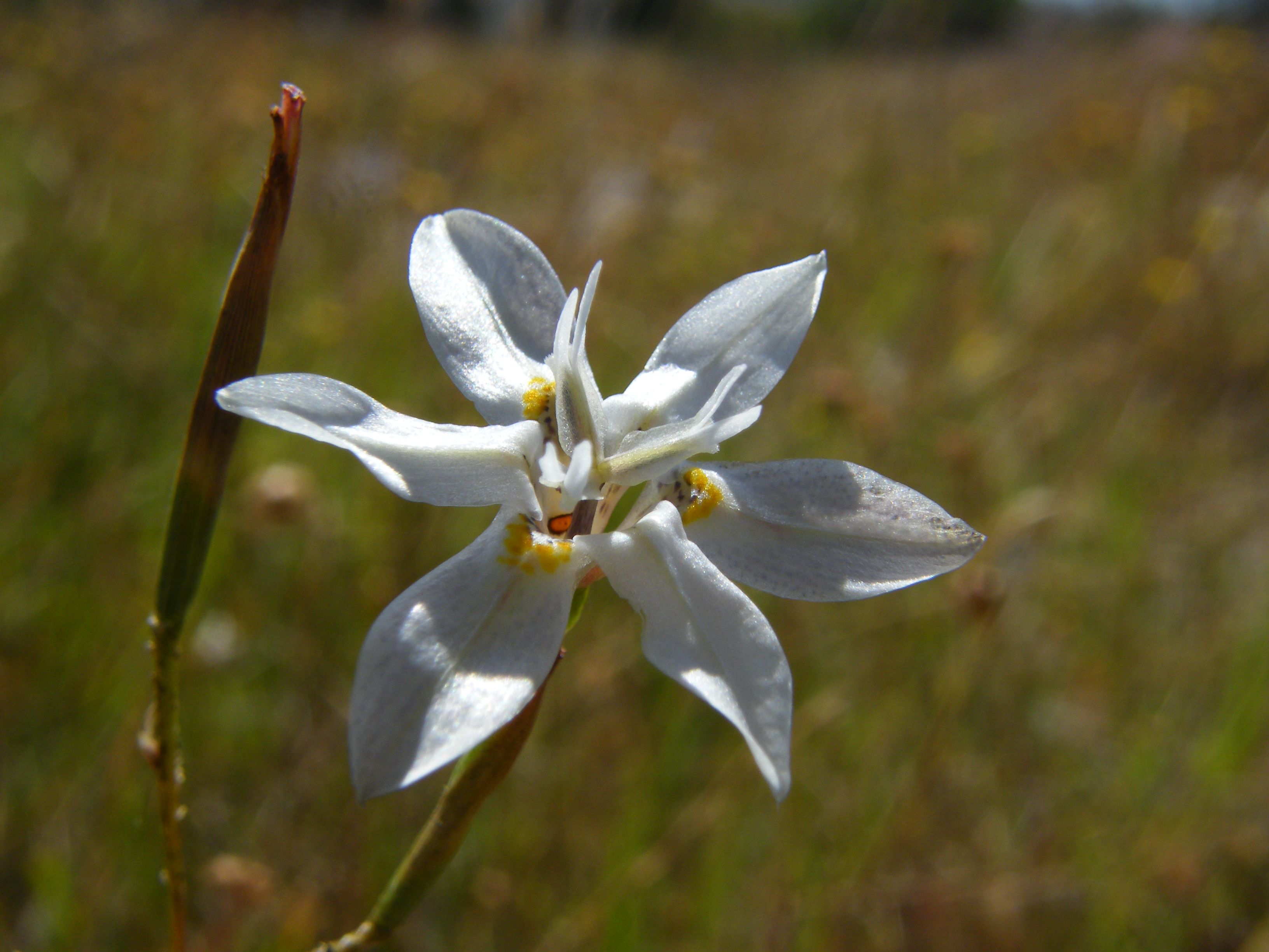 Moraea