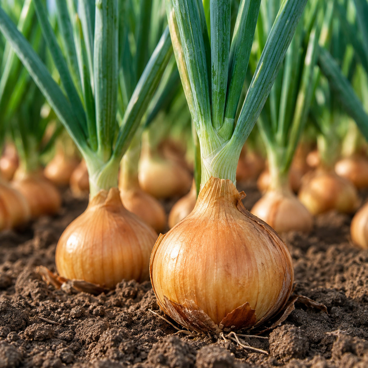 Onion