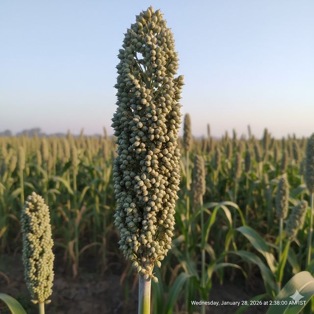 Pearl Millet (Bajra)