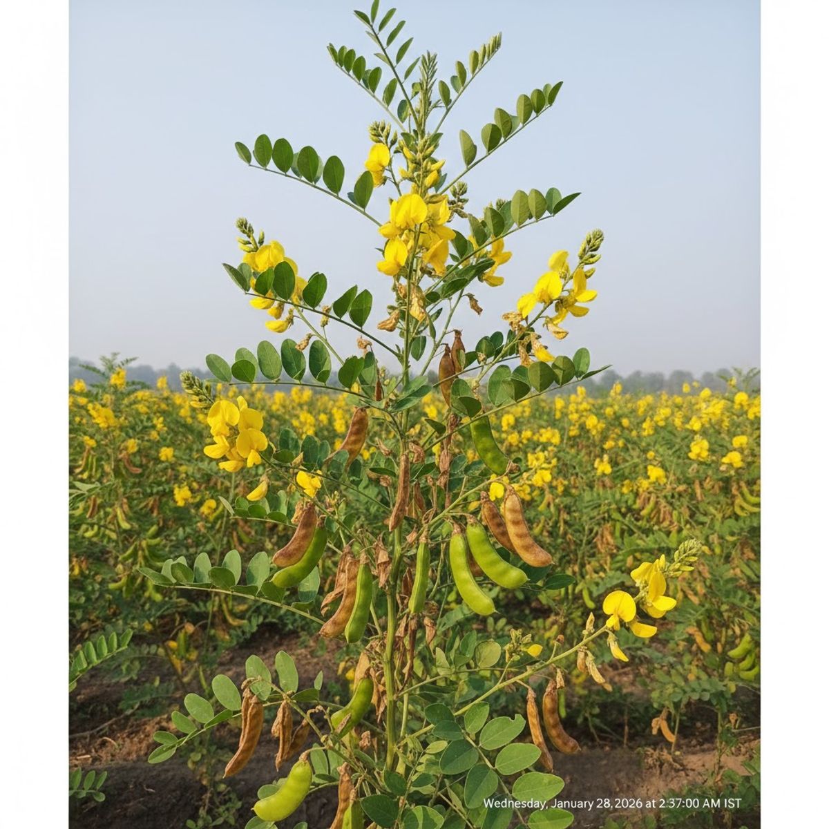 Pigeon Pea (Arhar/Toor)