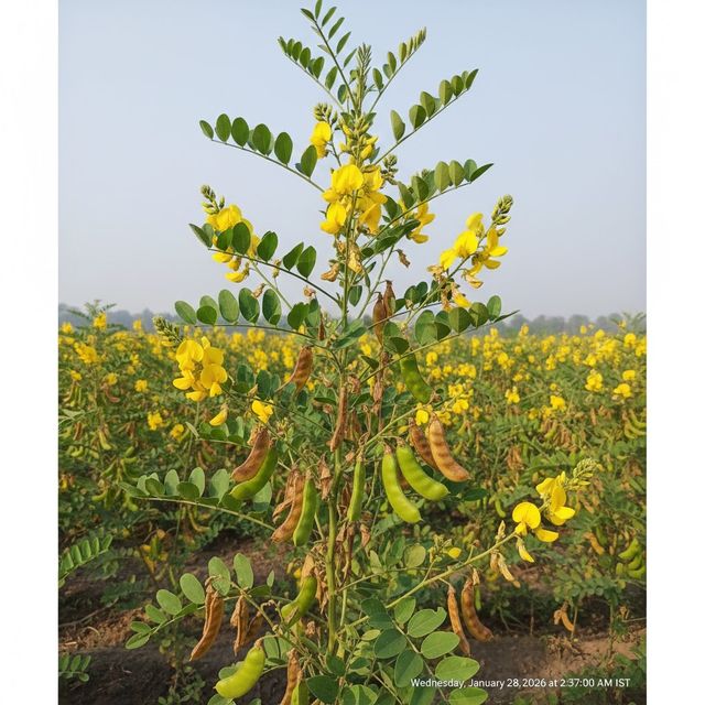 Pigeon Pea (Arhar/Toor)