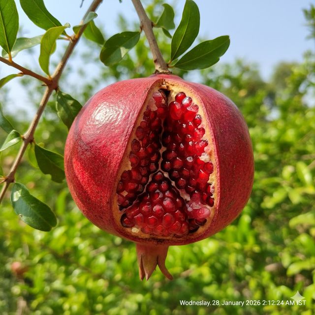 Pomegranate