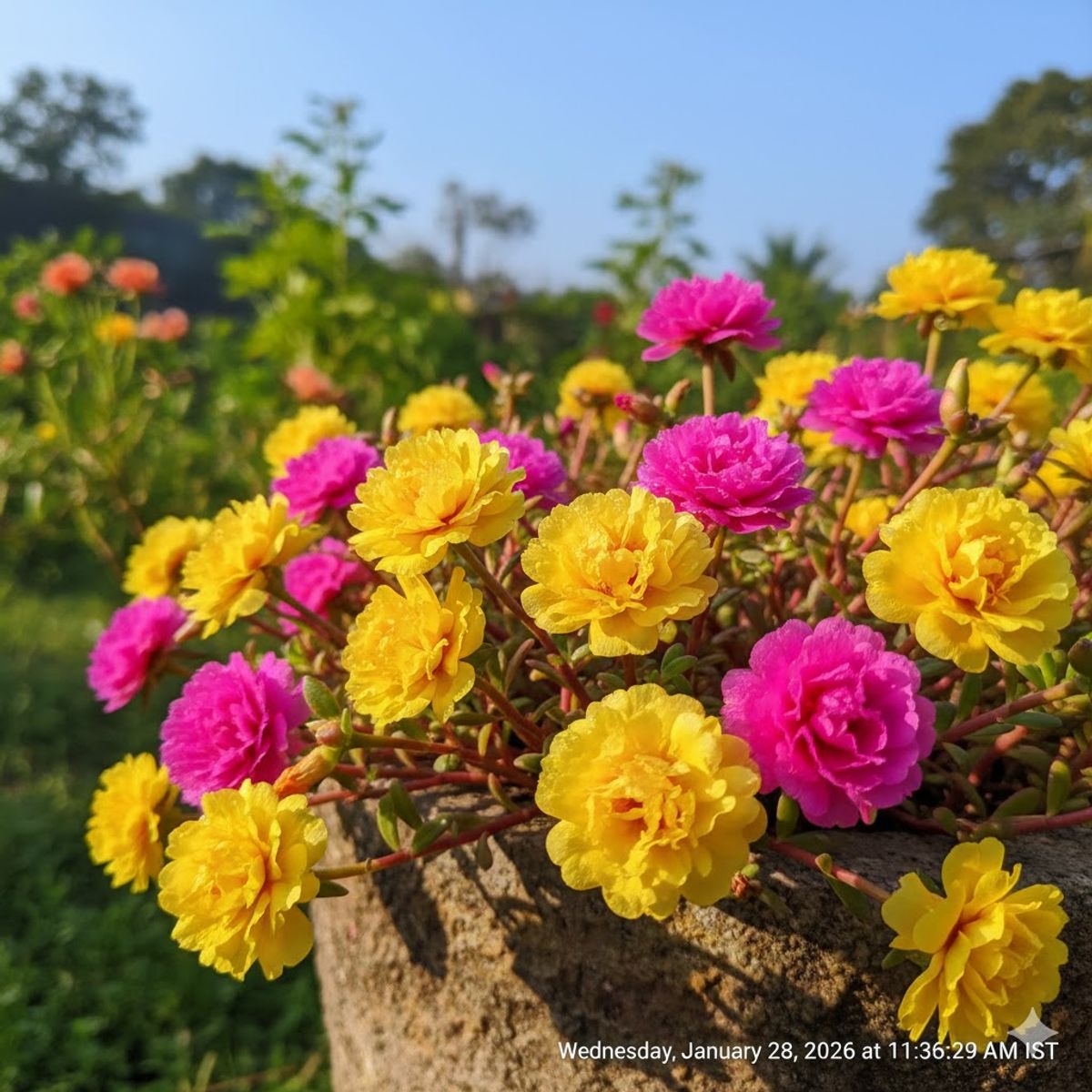 Portulaca