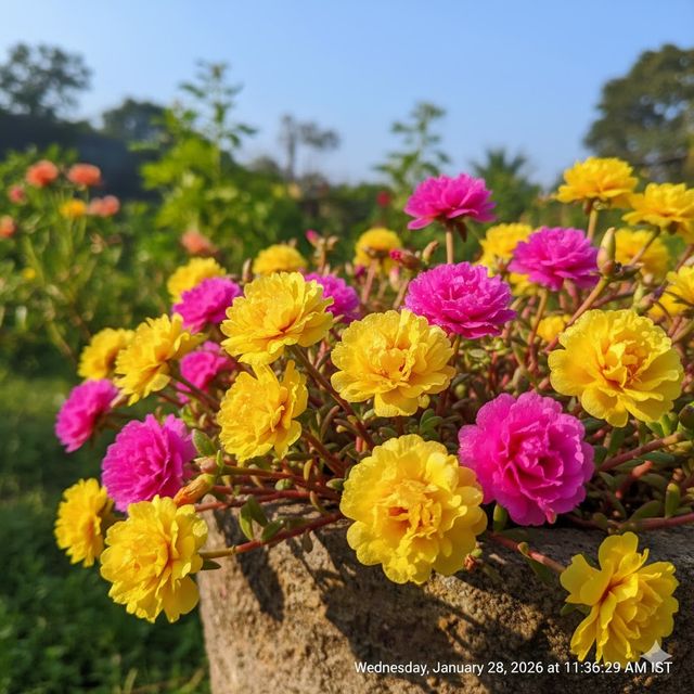 Portulaca