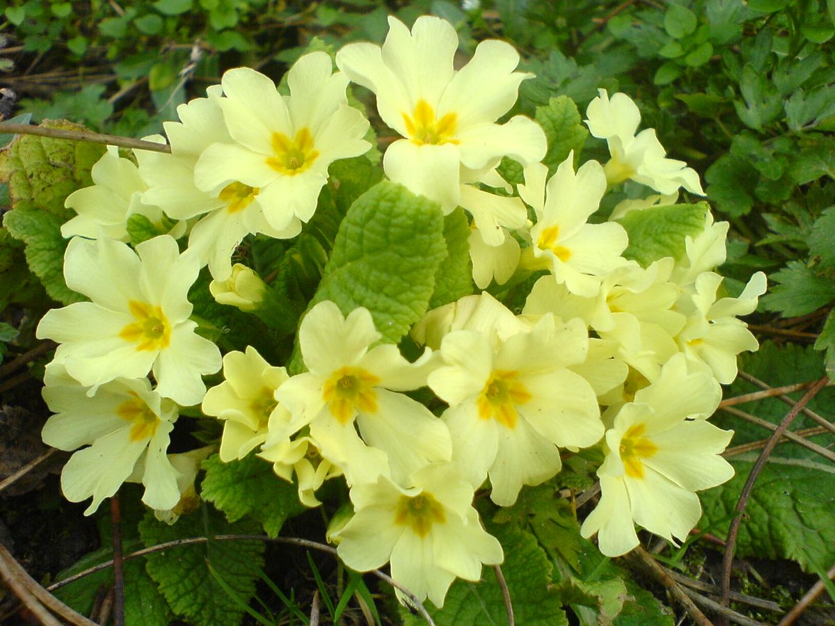 Primula